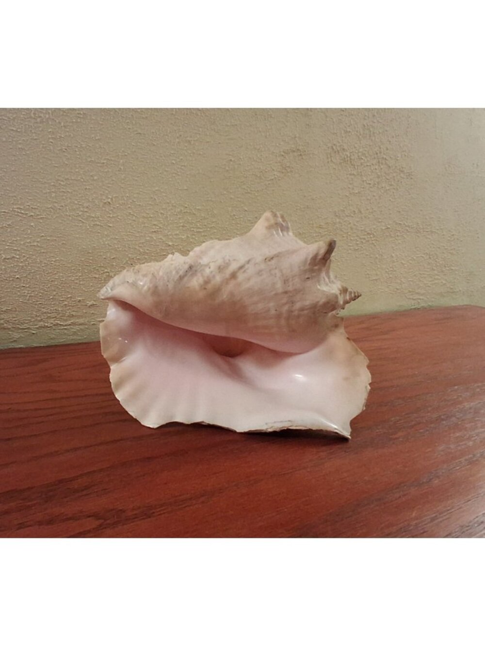 Large Conch Shell Seashell Ocean Spiral Light Pink Cream Beach House Coastal